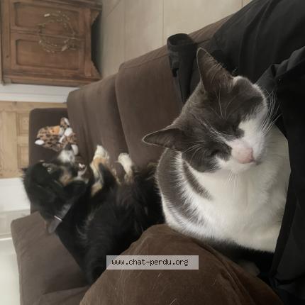 Photo 1/1 Guss Chat lost in Firminy