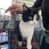 Picture of cat found at Montauban