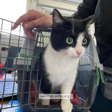 Photo 1/1 Found cat Found in Montauban