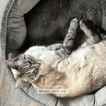 Photo 1/1 Kyo Chat lost in Aulnay sous bois