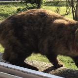 Picture of cat lost at Morlaix
