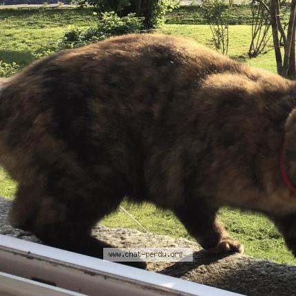 Photo 1/1 Jinx Chat lost in Morlaix