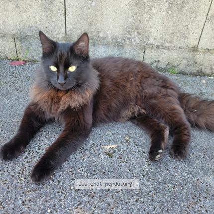 Photo 1/1 Found cat Found in Challans