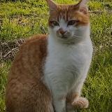 Picture of cat lost at Saint Philbert De Bouaine