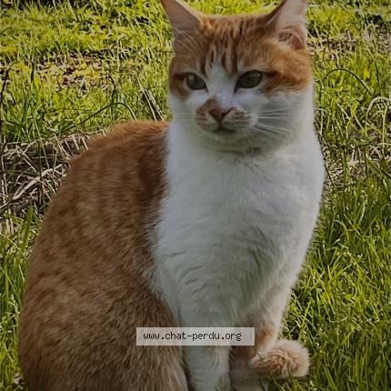 Photo 1/1 Poppy Chat lost in Saint philbert de bouaine