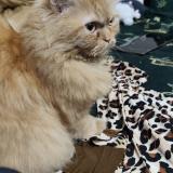 Picture of cat lost at Lahore