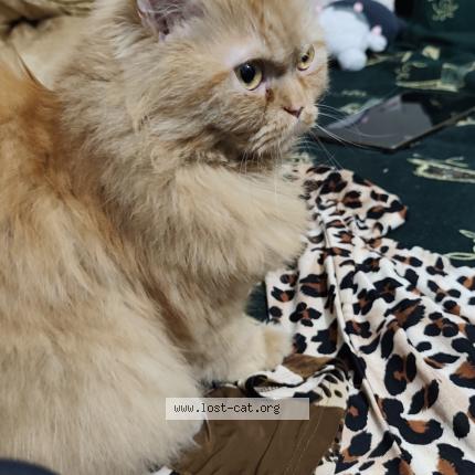 Photo 1/1 Milo Chat lost in Lahore