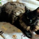 Picture of cat lost at Beuvillers