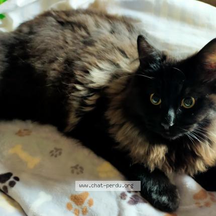 Photo 1/1 Amadeus Chat lost in Beuvillers