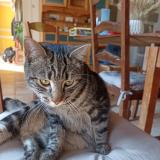 Picture of cat found at Baguer Morvan