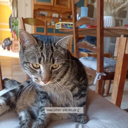 Photo 1/2 Found cat Found in Baguer morvan