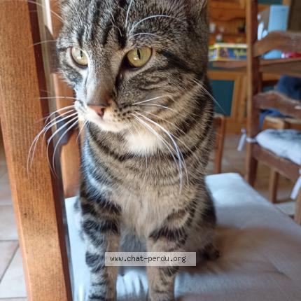 Photo 2/2 Found cat Found in Baguer morvan