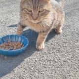 Picture of cat found at Floyon