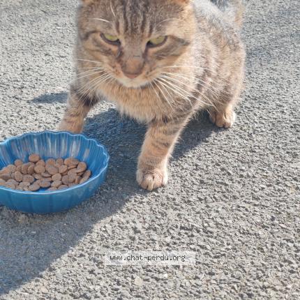 Photo 1/1 Found cat Found in Floyon