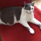 Picture of cat lost at Villeneuve Saint Georges