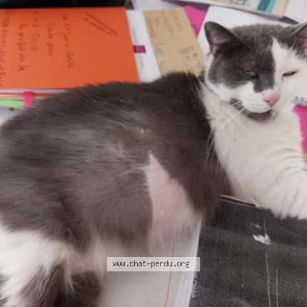 Photo 2/3 Minette Chat lost in Villeneuve saint georges