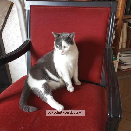 Photo 3/3 Minette Chat lost in Villeneuve saint georges