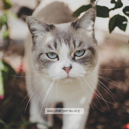 Photo 1/1 Pompom Chat lost in Fonbeauzard