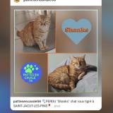 Picture of cat lost at Saint Jacut Les Pins