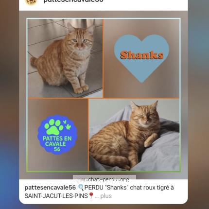 Photo 1/1 Shanks Chat lost in Saint jacut les pins