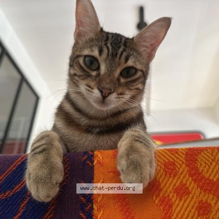 Photo 1/1 Mitzi Chat lost in Marseille