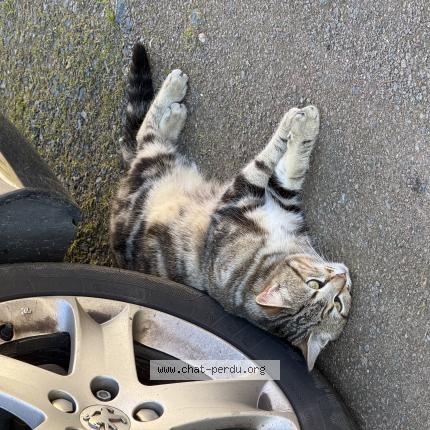 Photo 1/1 Found cat Found in Coulonges thouarsais