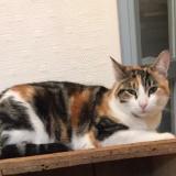 Picture of cat lost at Saint Nazaire