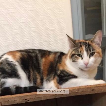 Photo 1/1 Lili Chat lost in Saint nazaire