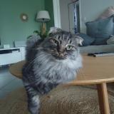 Picture of cat lost at Rillieux La Pape