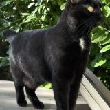 Picture of cat lost at Agen