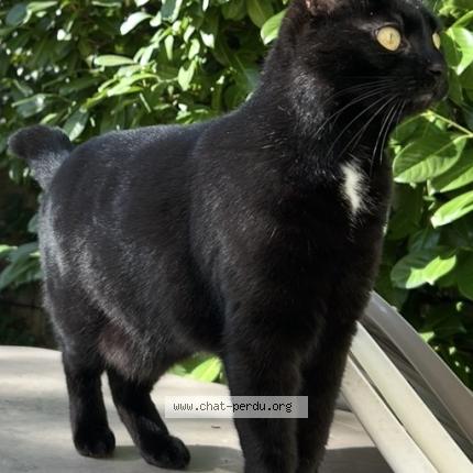 Photo 1/1 Flokie Chat lost in Agen