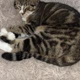 Picture of cat lost at Plaisance Du Touch