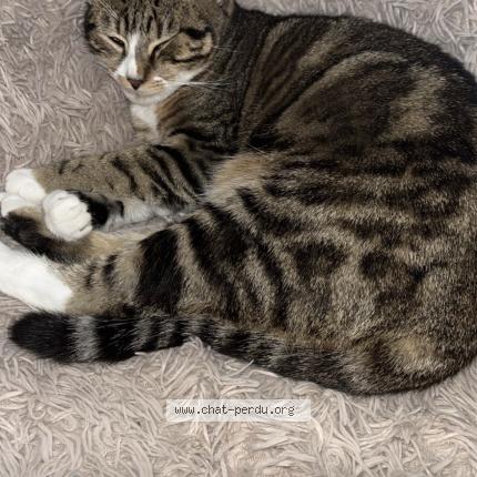 Photo 1/1 Mila Chat lost in Plaisance du touch