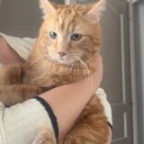 Picture of cat lost at Boulay Moselle