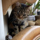 Picture of cat lost at Chaumont