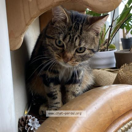 Photo 1/1 Arès Chat lost in Chaumont