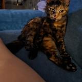 Picture of cat lost at Violes