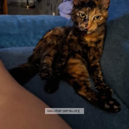 Photo 1/1 Câline Chat lost in Violes