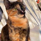 Picture of cat lost at Miremont