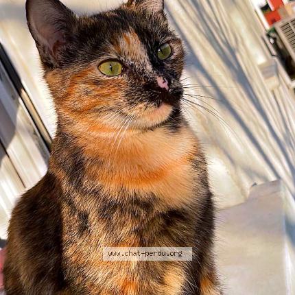 Photo 1/1 Dash Chat lost in Miremont