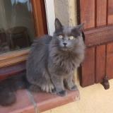 Picture of cat lost at Portet Sur Garonne
