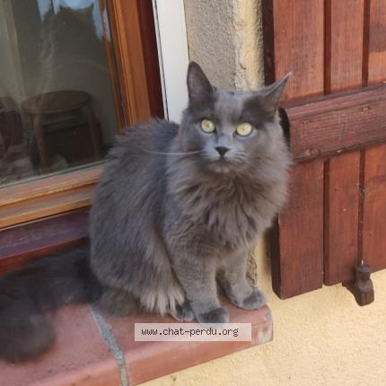 Photo 1/1 Aiko Chat lost in Portet sur garonne