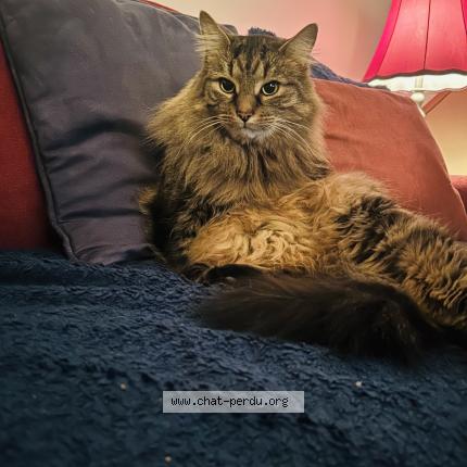 Photo 1/1 Reunited cat Lost in Verdun