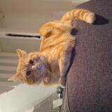 Picture of cat lost at Beauvais