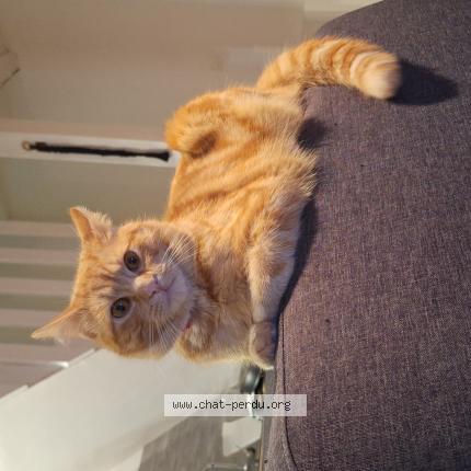 Photo 1/1 Sacha Chat lost in Beauvais