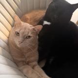 Picture of cat lost at Quimper