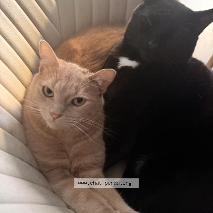 Photo 1/1 YOLO Chat lost in Quimper