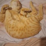 Picture of cat lost at Namur