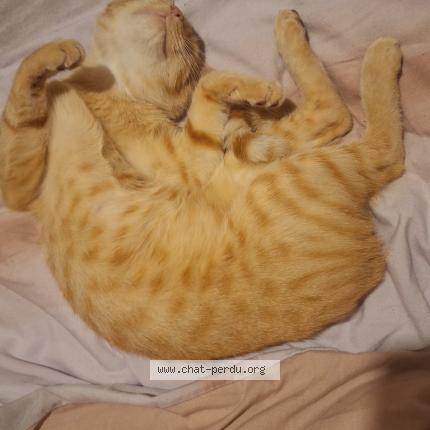 Photo 1/1 Garfilde Chat lost in Namur