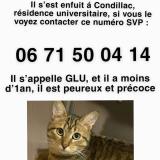 Picture of cat lost at Saint Martin D Here